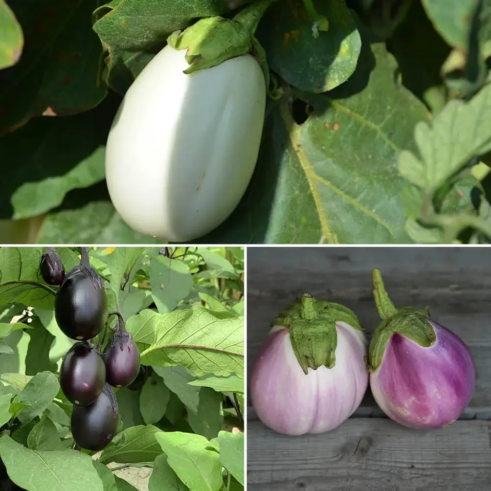 ferme-de-sainte-marthe-aubergines-en-m-lange-graines-bio-sachet-farcir image 1