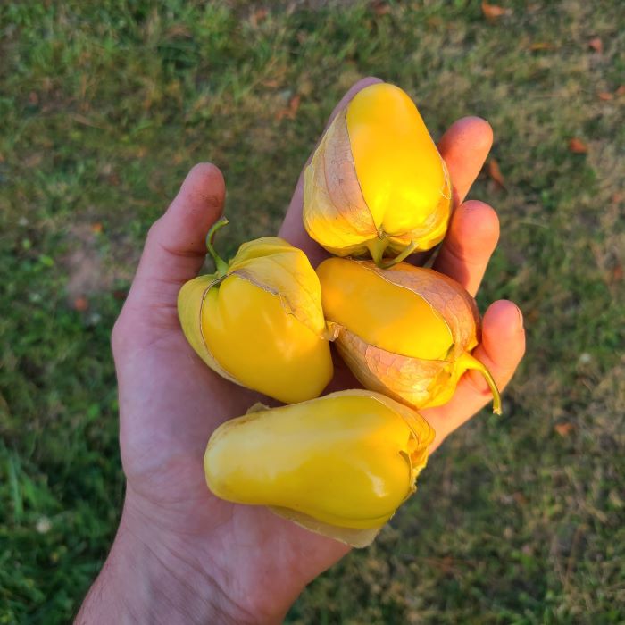 les-semences-de-l-ombelle-physalis-tomatillo-queen-of-malinalco-graines image 1