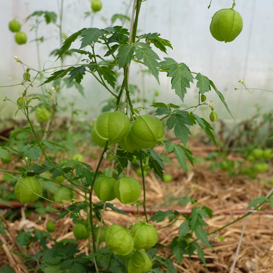 la-bo-te-graines-pois-de-c-ur-graines-fleurs-bio-grimpante image 6