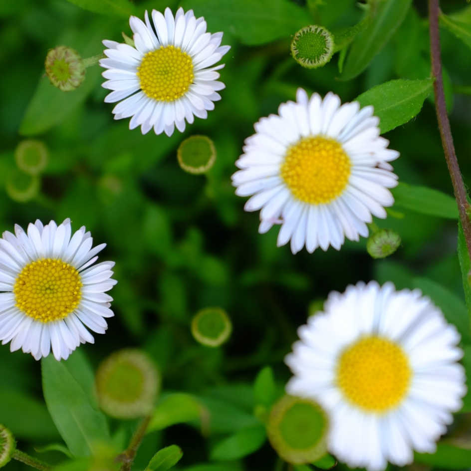 la-bo-te-graines-p-querette-des-murailles-bio-graines-fleurs-vivace image 2