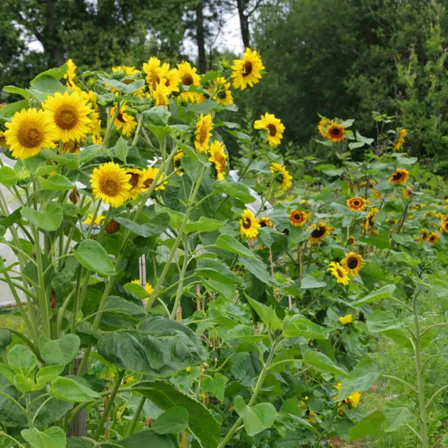 les-semences-de-l-ombelle-tournesol-en-m-lange-graines-bio-fleurs image 1
