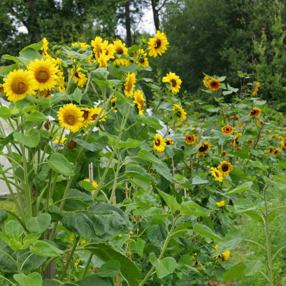 les-semences-de-l-ombelle-tournesol-en-m-lange-graines-bio-fleurs image 1