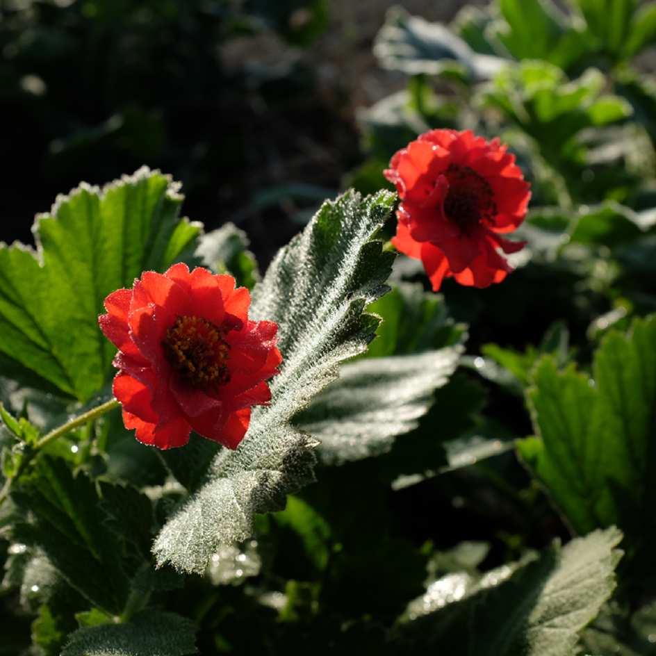 la-bo-te-graines-graines-fleurs-geum-coccineum-koi-sachet-bio-vivace image 4