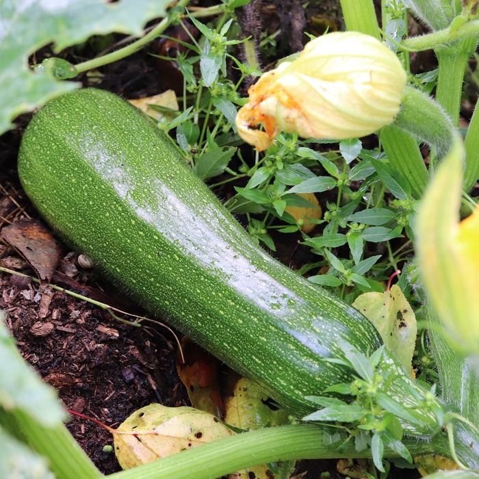 les-semences-de-l-ombelle-courgette-zuboda-graines-verte-bio image 3