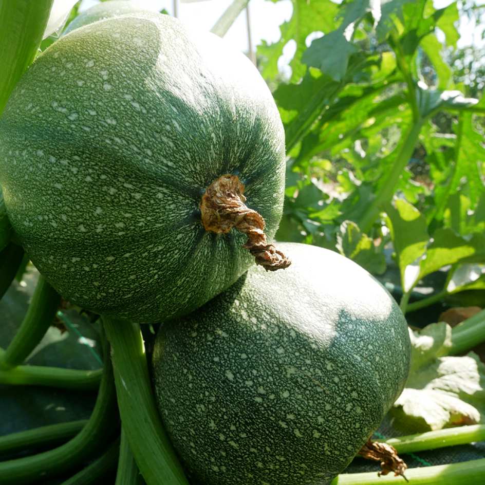 la-bo-te-graines-courgette-ronde-de-nice-graines-bio image 3