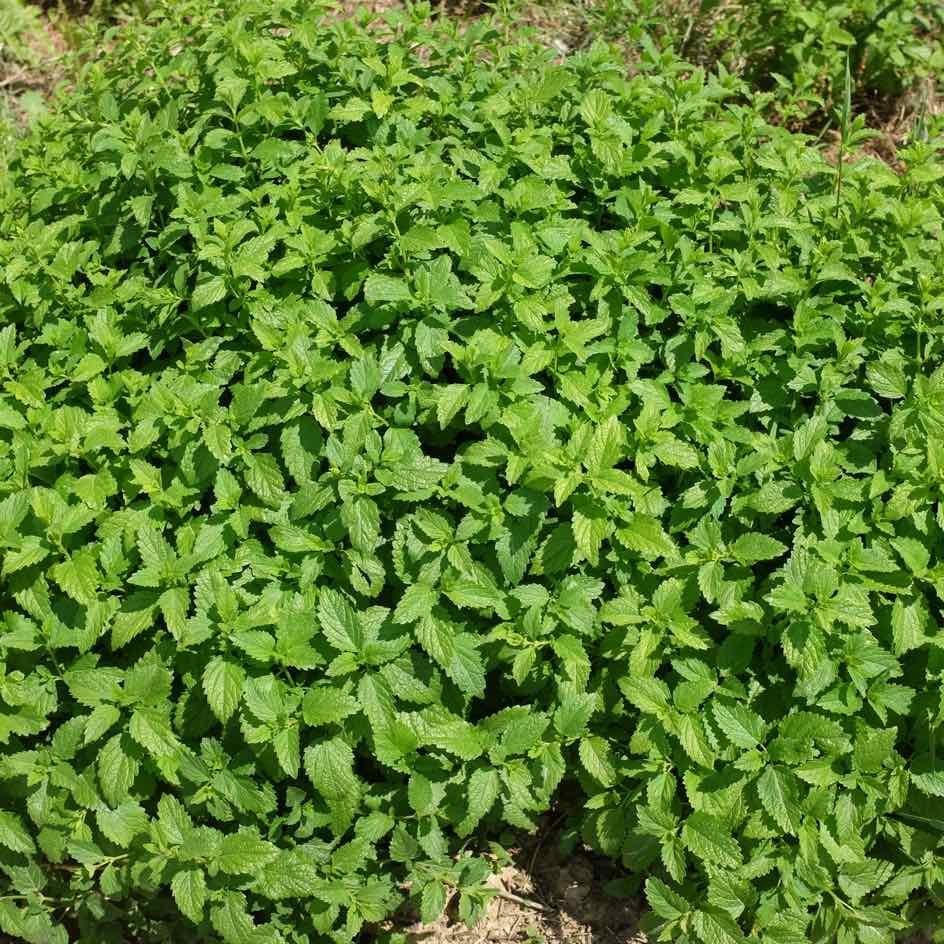 la-bo-te-graines-graines-aromatiques-m-lisse-bio-citronn-e image 5