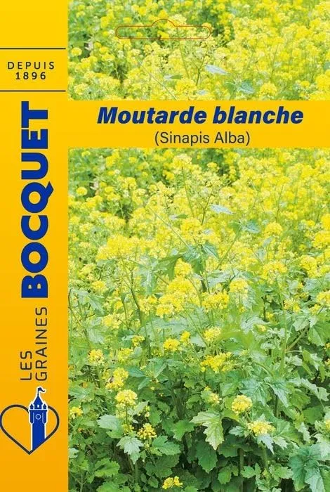 graines-bocquet-moutarde-blanche-sinapis-alba-fleurs-100-g-engrais image 1