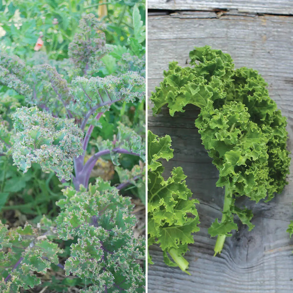 ferme-de-sainte-marthe-chou-fris-kale-en-m-lange-graines-bio image 1