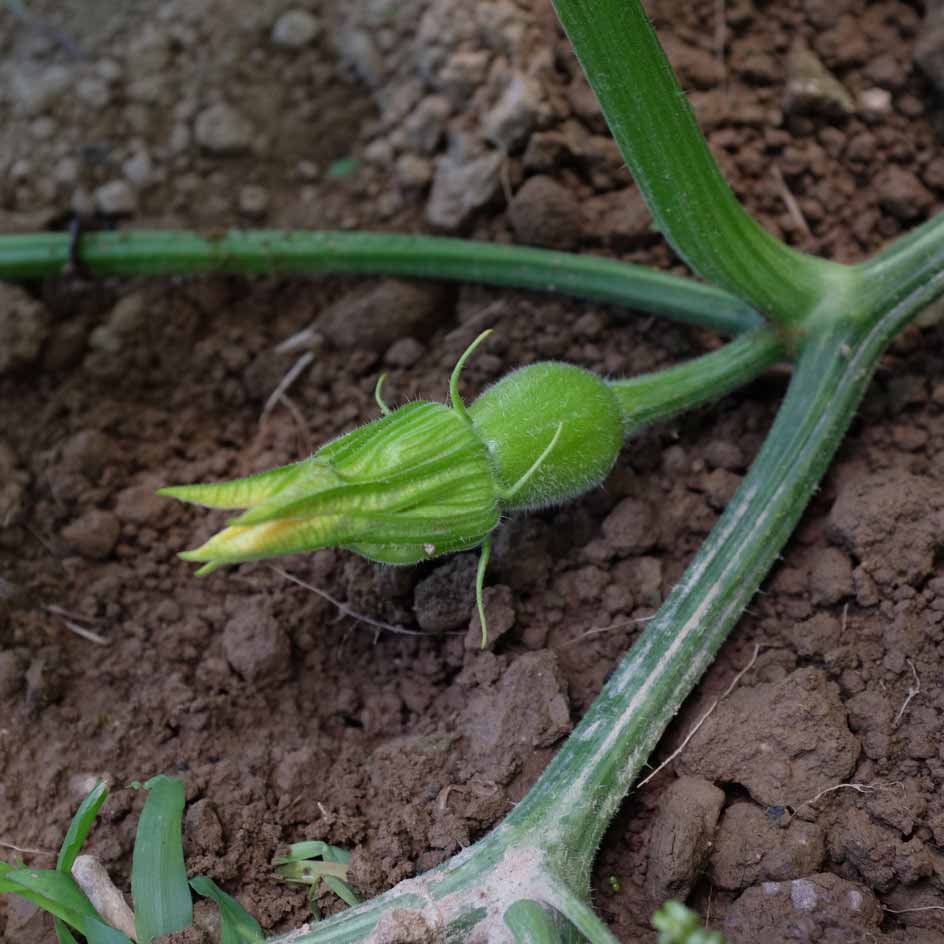 la-bo-te-graines-graines-l-gumes-courge-sugar-loaf-bio-sucr-e image 3