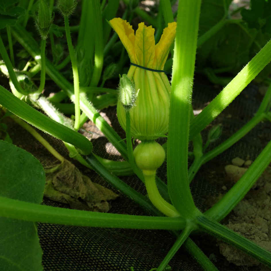 la-bo-te-graines-potimarron-uchiki-kuri-graines-l-gumes-bio image 5