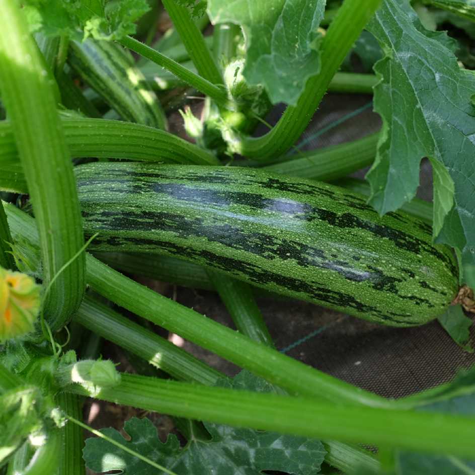 la-bo-te-graines-courgette-nimba-bio-graines-vert-clair-stri image 2
