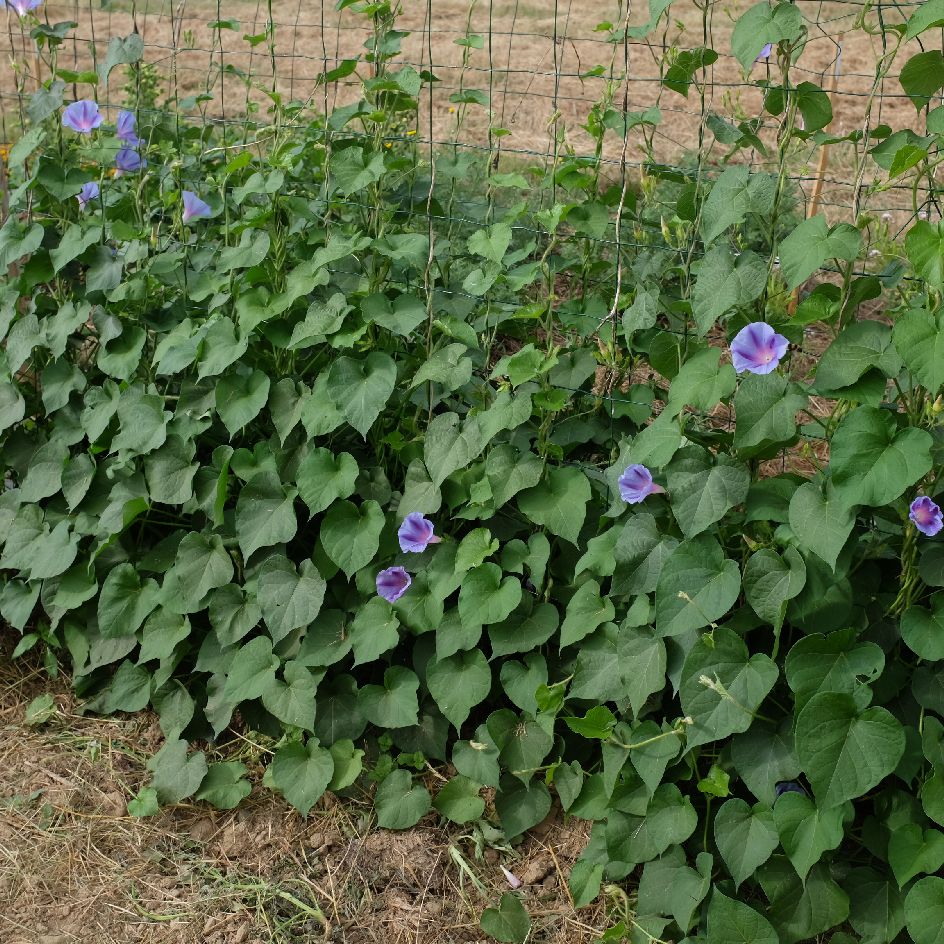 la-bo-te-graines-ipom-e-blue-star-graines-fleurs-bio-bleue image 2