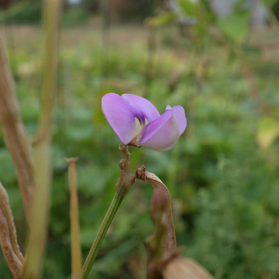 la-bo-te-graines-graines-l-gumes-kilom-tre-sweet-white-graines-haricot-bio image 3