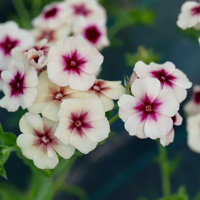 ferme-de-sainte-marthe-phlox-cherry-caramel-graines-de-fleurs-bio-annuelles image 1
