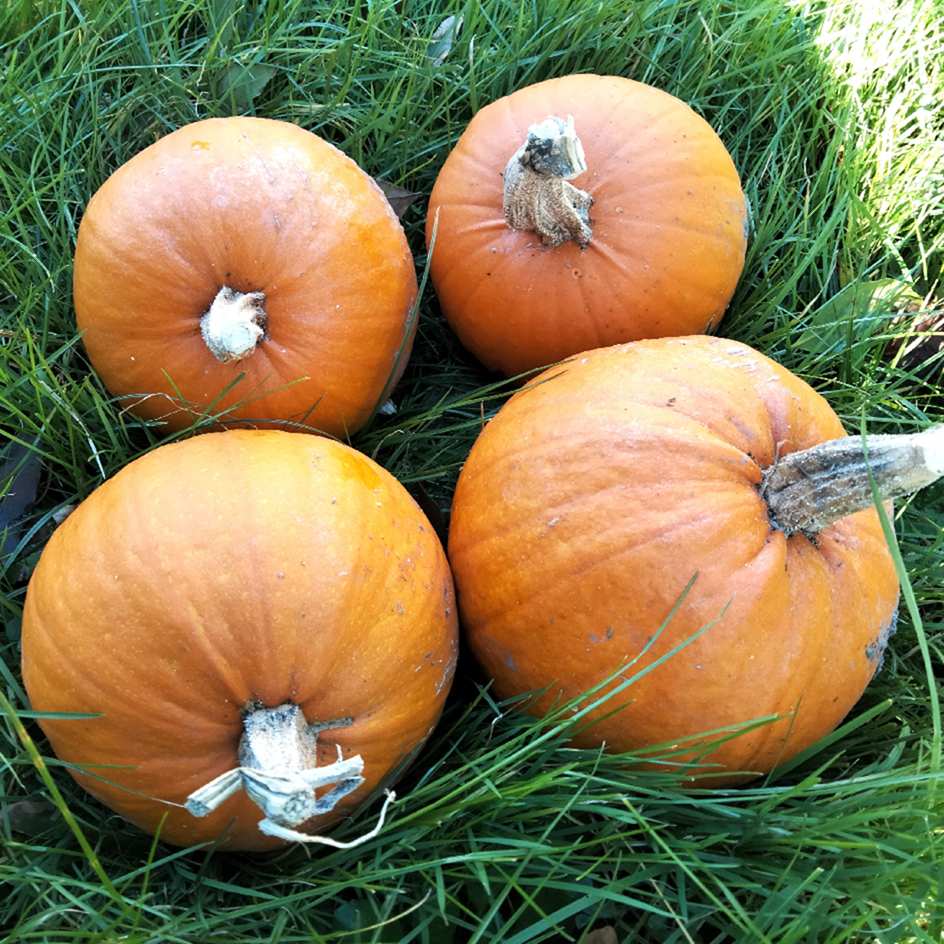 la-bo-te-graines-graines-l-gumes-courge-baby-bear-bio-orange image 2