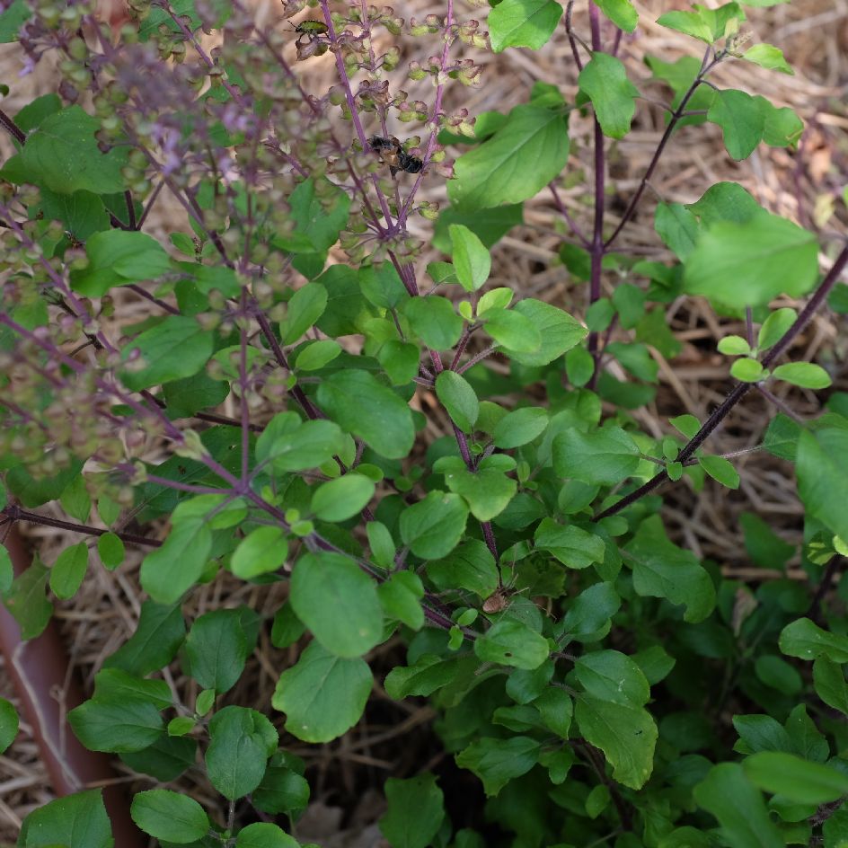 la-bo-te-graines-basilic-sacr-amma-graines-aromatiques-infusion image 1