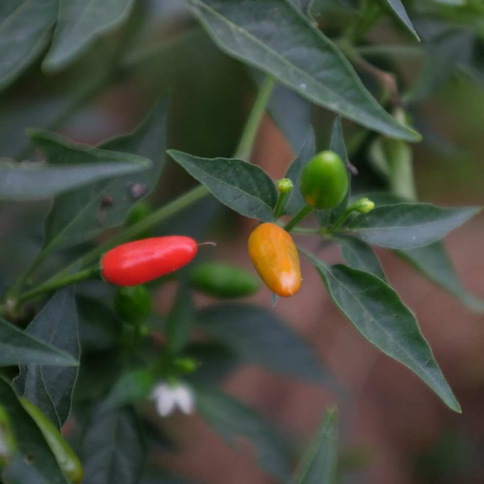 la-bo-te-graines-graines-l-gumes-piment-oiseau-bio-graines-fort image 3