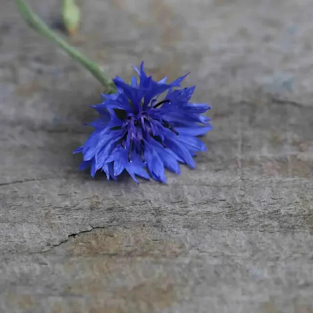 ferme-de-sainte-marthe-bleuet-ab-graines-de-fleurs-sachet-bio-mellif-re image 1