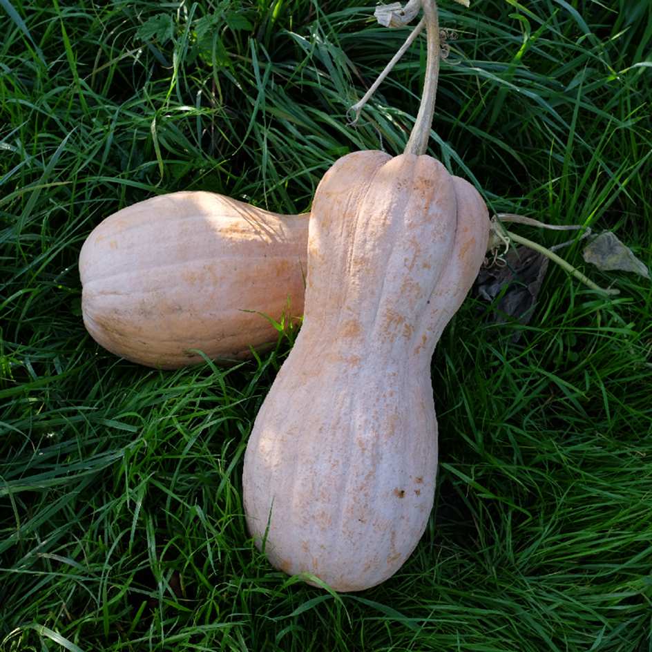 la-bo-te-graines-courge-musqu-e-violina-bio-graines-sucr-e-4-kg image 2