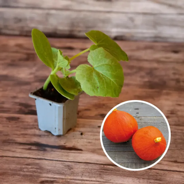 ferme-de-sainte-marthe-plants-bio-potiron-potimarron-ab-plant-go-t-ch-taigne image 1