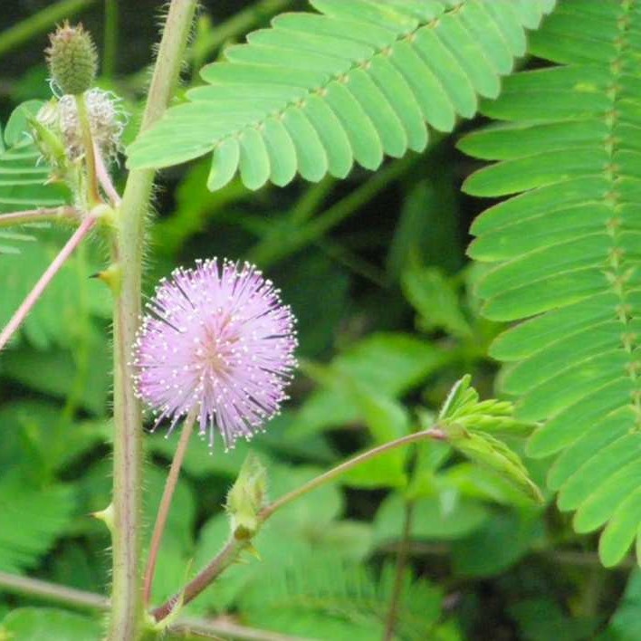 la-bo-te-graines-mimosa-pudica-graines-fleurs-bio-pot image 2