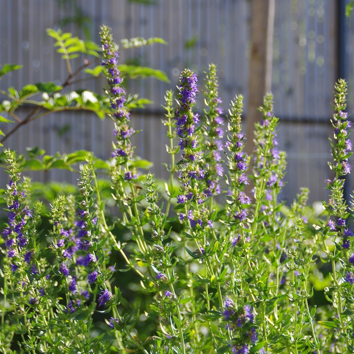 les-semences-de-l-ombelle-hysope-officinale-graines-bio-vivace image 2