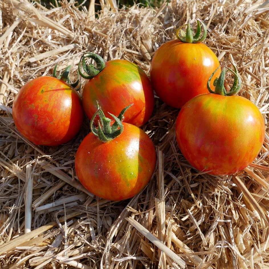la-bo-te-graines-tomate-red-zebra-graines-bio image 2