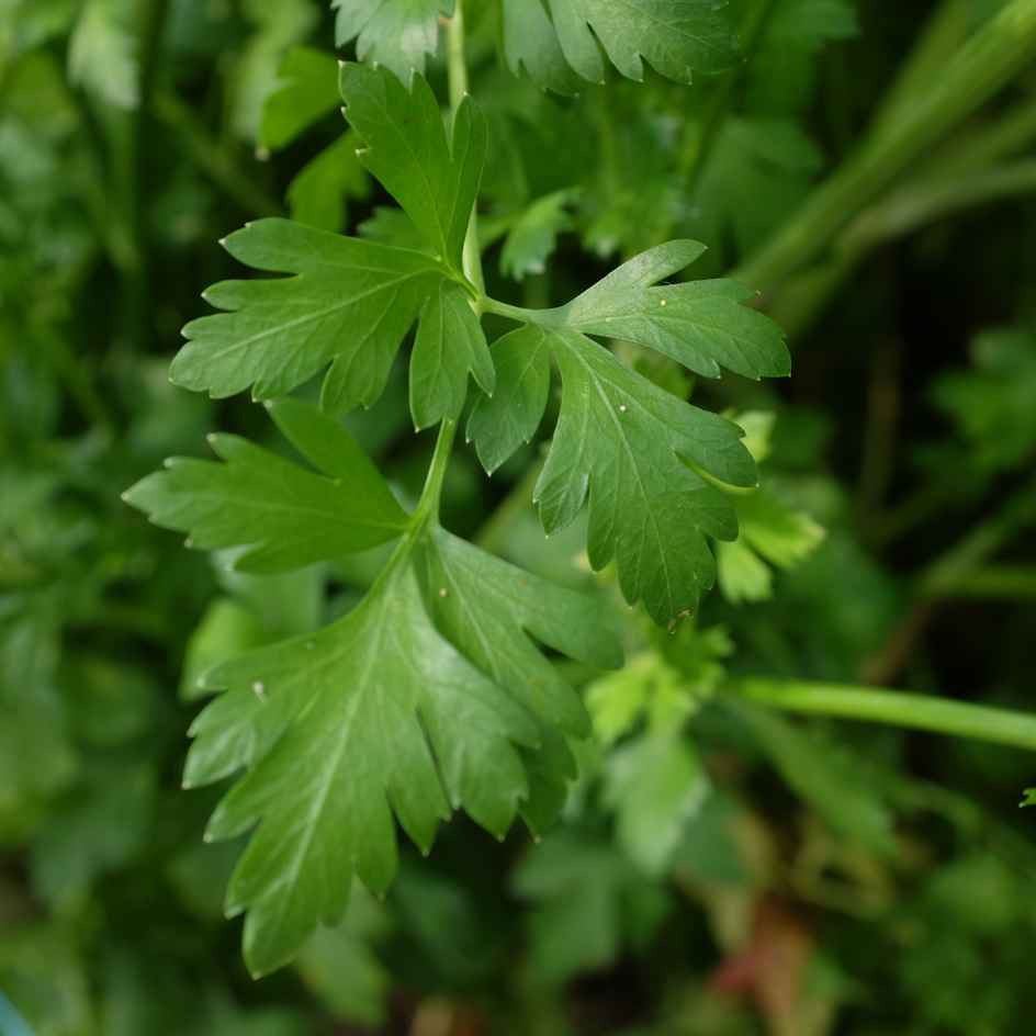 la-bo-te-graines-persil-commun-graines-aromatiques-bio-en-pot image 2