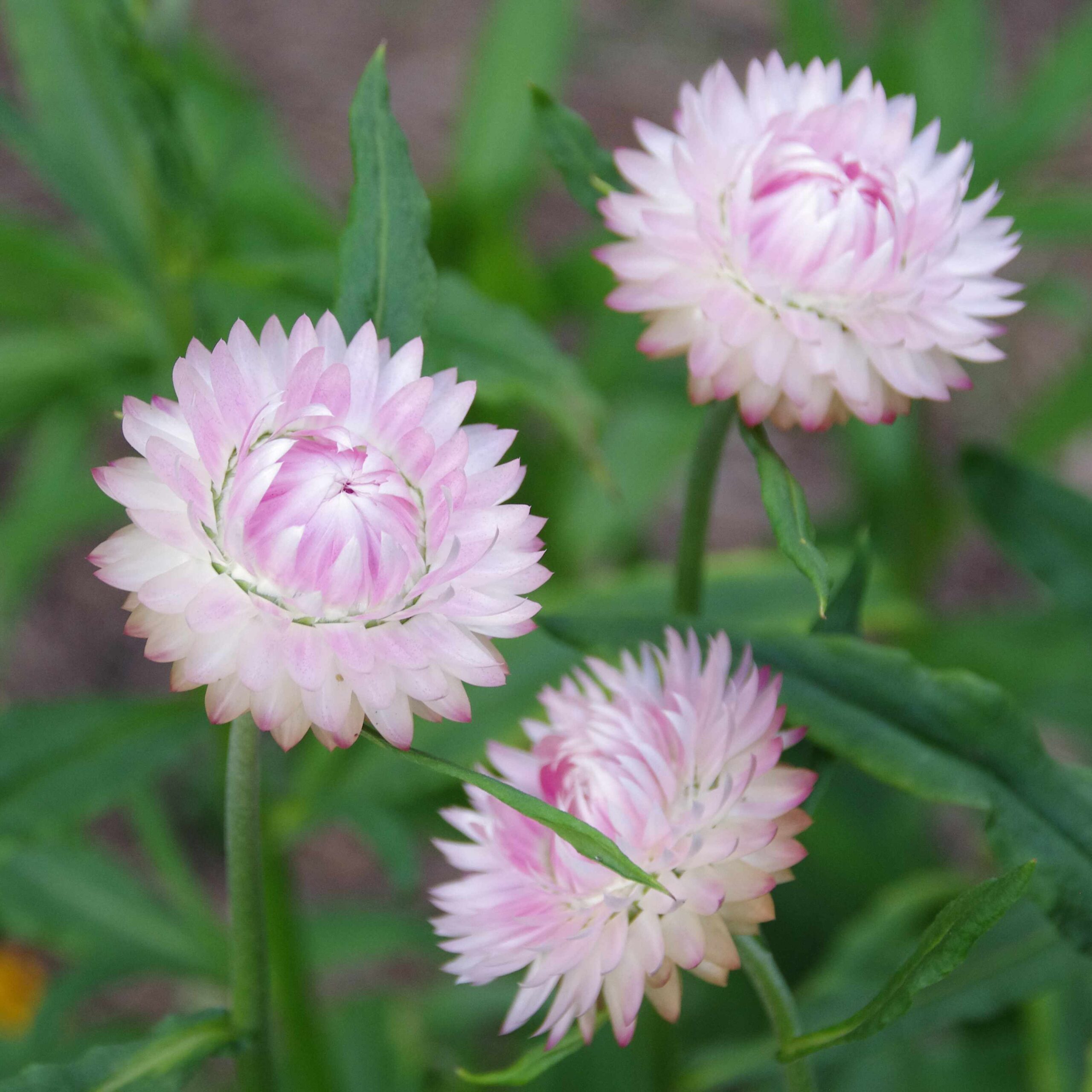 les-semences-de-l-ombelle-immortelle-bract-es-m-lange-graines-bio image 3