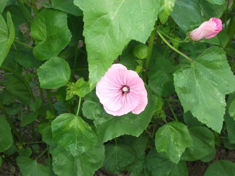 graines-bocquet-lavat-re-grande-fleur-rose-graines-3-g image 1