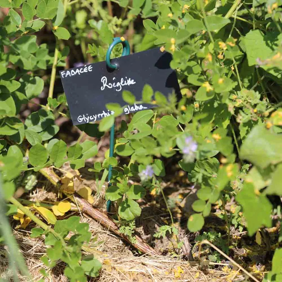 ferme-de-sainte-marthe-r-glisse-graines-aromatiques-vivace-bio image 1