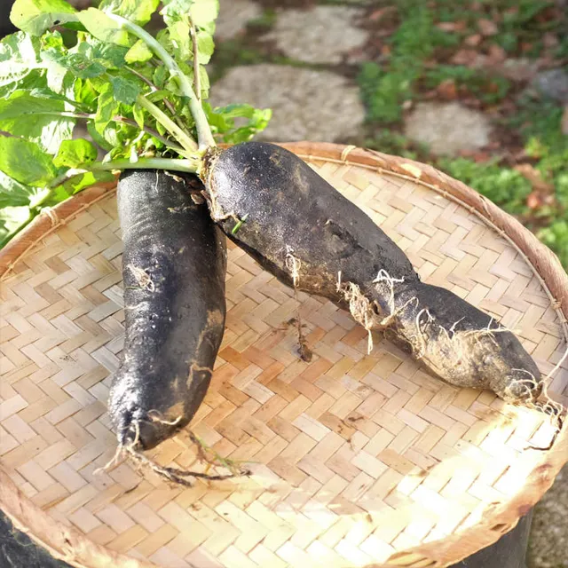la-bo-te-graines-radis-noir-gros-long-graines-l-gumes-bio image 1
