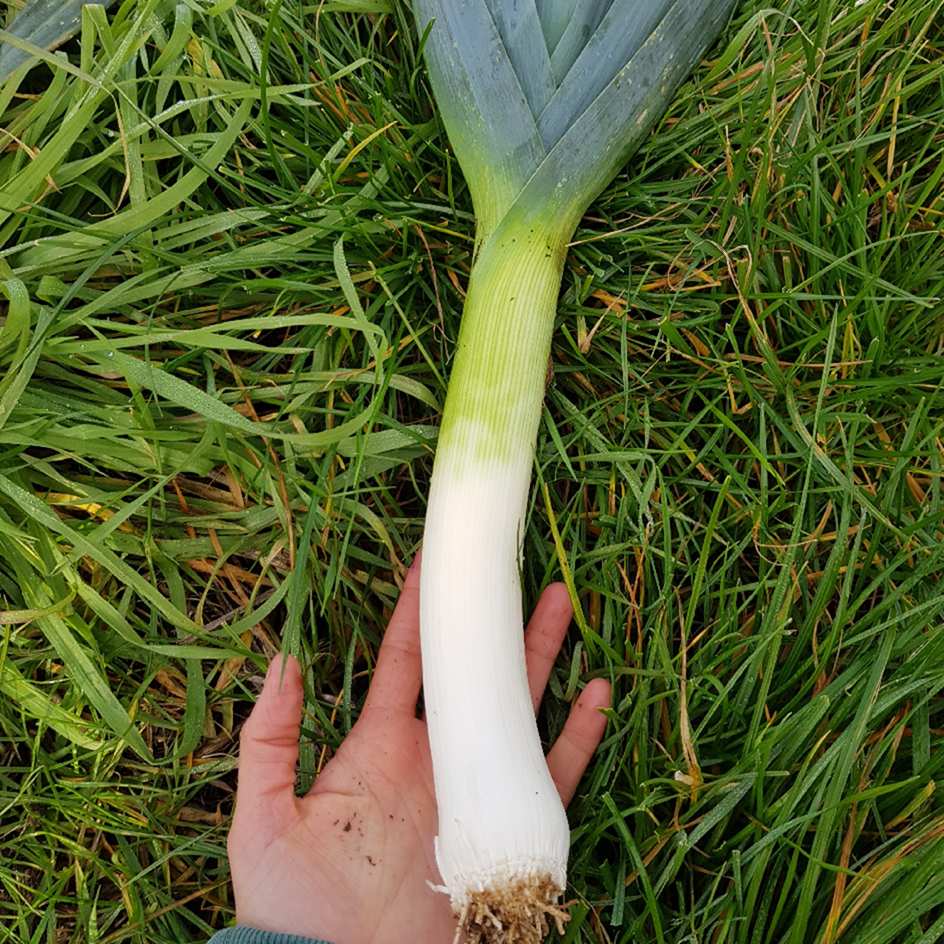 la-bo-te-graines-poireau-armor-bio-graines-l-gumes-potager image 2