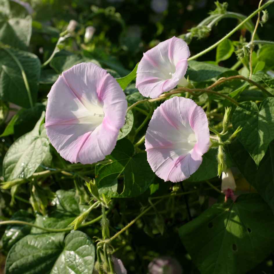 la-bo-te-graines-ipom-e-shiva-bio-graines-fleurs-grimpante image 2