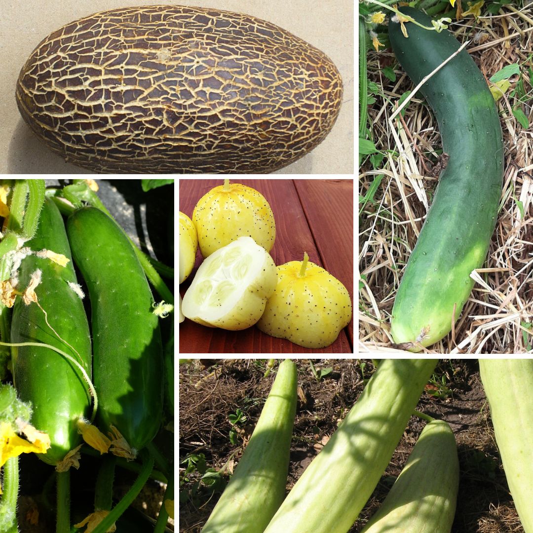 la-bo-te-graines-m-lange-concombres-graines-bio-couleur-jardin image 1