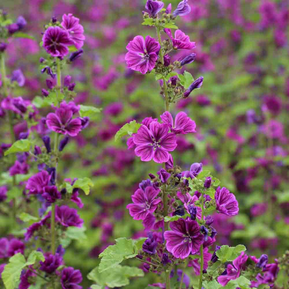 ferme-de-sainte-marthe-mauve-de-mauritanie-graines-bio-comestible image 1