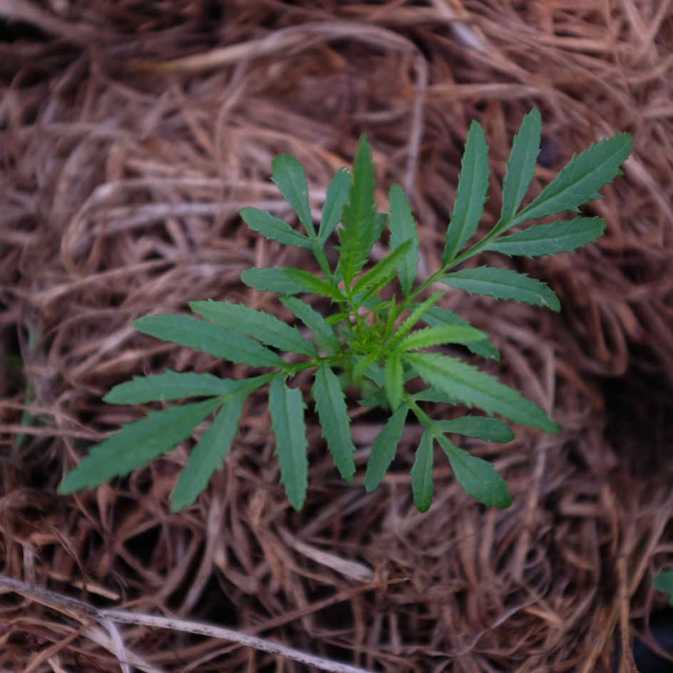 la-bo-te-graines-tagetes-minuta-graines-fleurs-bio-jaune image 3
