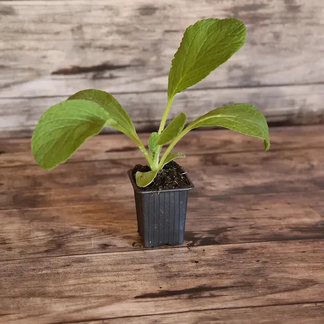 ferme-de-sainte-marthe-bourrache-officinale-plant-bio-mellif-re image 1