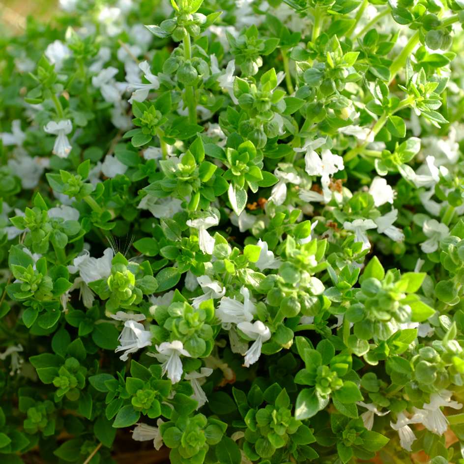 la-bo-te-graines-basilic-aristotle-graines-aromatiques-bio-pot image 2
