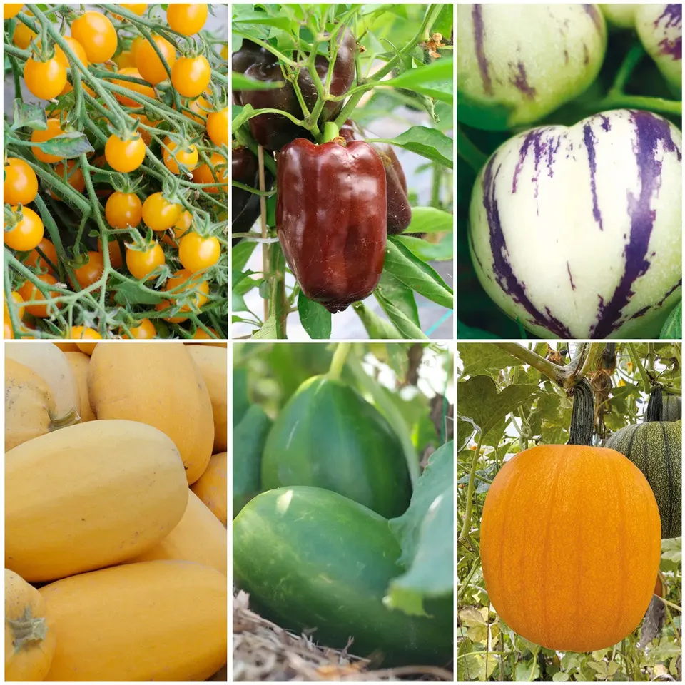 ferme-de-sainte-marthe-potager-petits-jardiniers-coffret-graines image 1