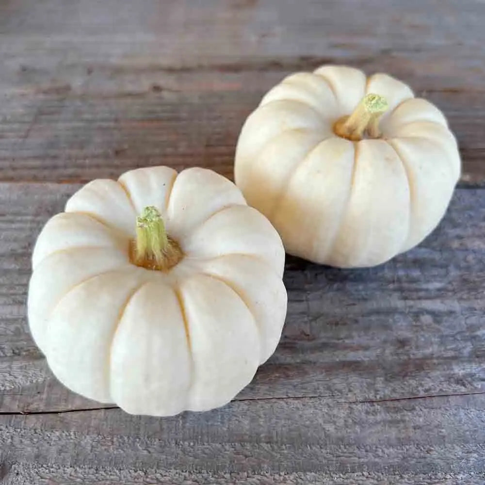 ferme-de-sainte-marthe-baby-boo-graines-de-courge-bio-mini-blanche image 1