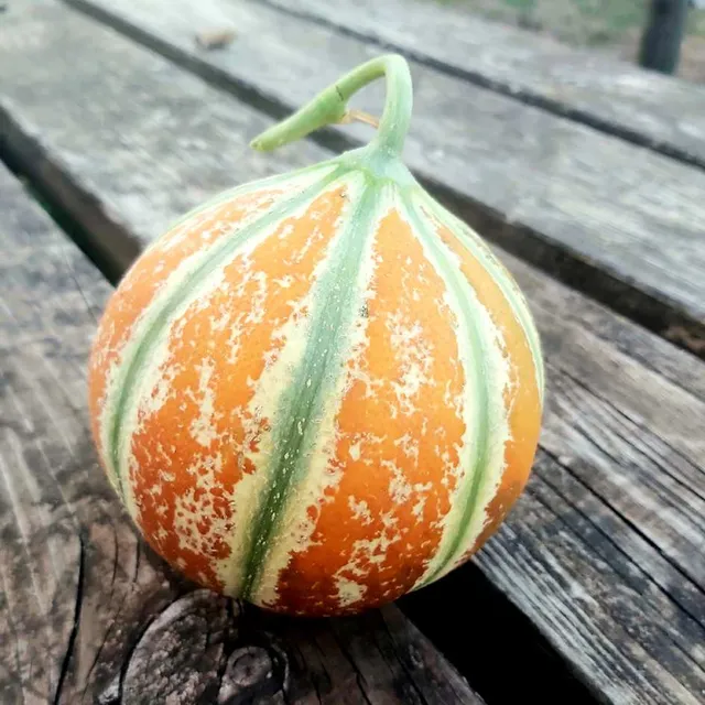 la-bo-te-graines-graines-l-gumes-melon-kajari-bio-graines-bio-1-kg image 1