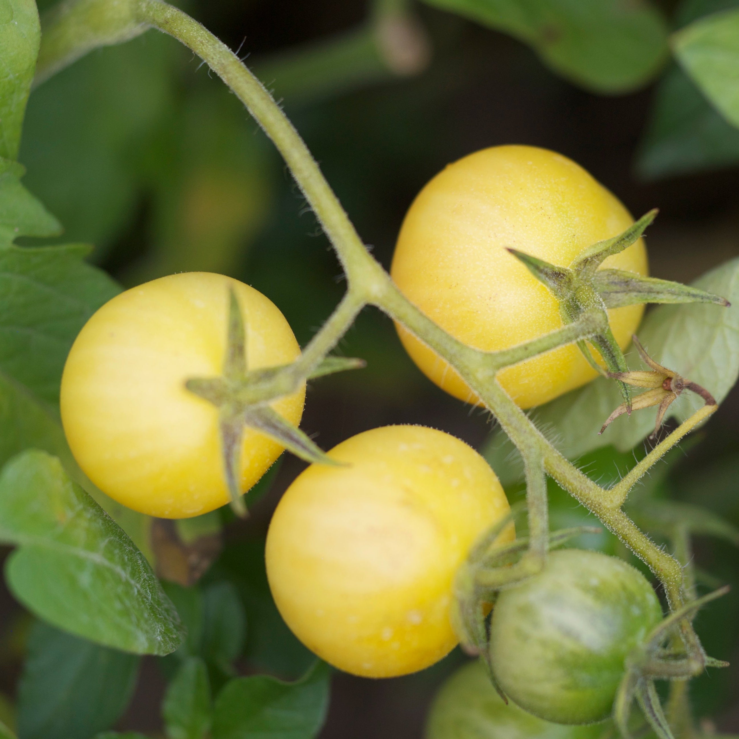 ferme-de-sainte-marthe-tomate-mirabelle-blanche-graines-acidul-e image 1
