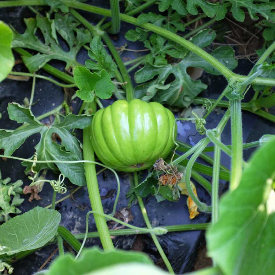 la-bo-te-graines-courge-kikuza-bio-graines-l-gumes image 3