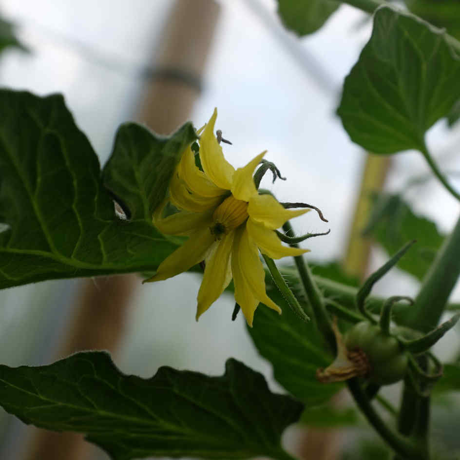 la-bo-te-graines-graines-l-gumes-tomate-russe-bio-charnue image 5