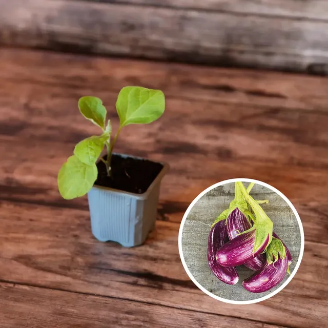 ferme-de-sainte-marthe-plants-bio-aubergine-tsakoniki-plant-bio image 1