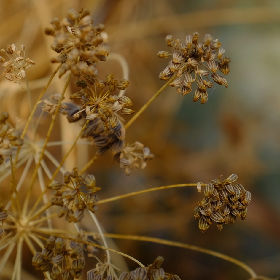 la-bo-te-graines-persil-commun-graines-aromatiques-bio-en-pot image 4