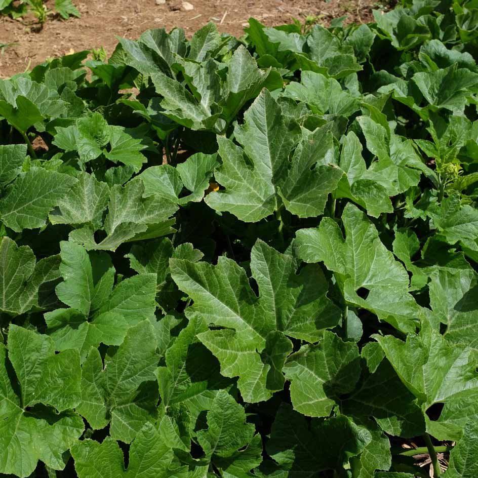 la-bo-te-graines-graines-l-gumes-courge-sugar-loaf-bio-sucr-e image 2