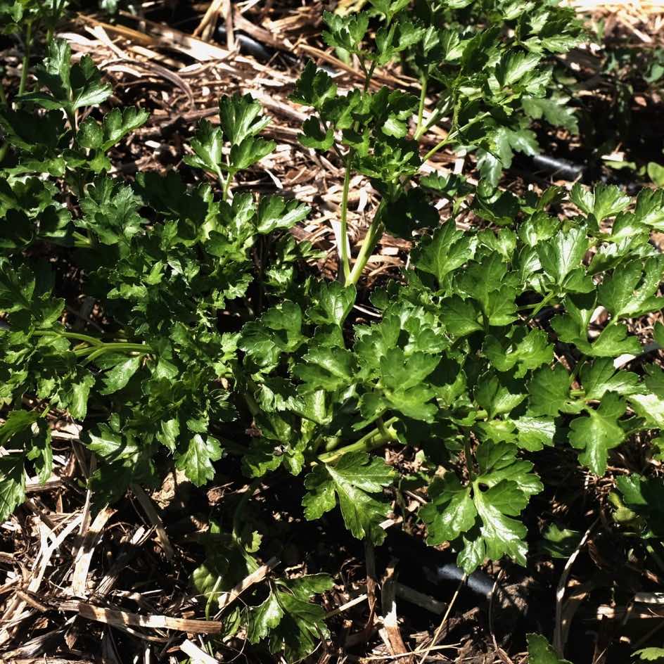 la-bo-te-graines-persil-g-ant-italie-bio-graines-aromatiques image 3