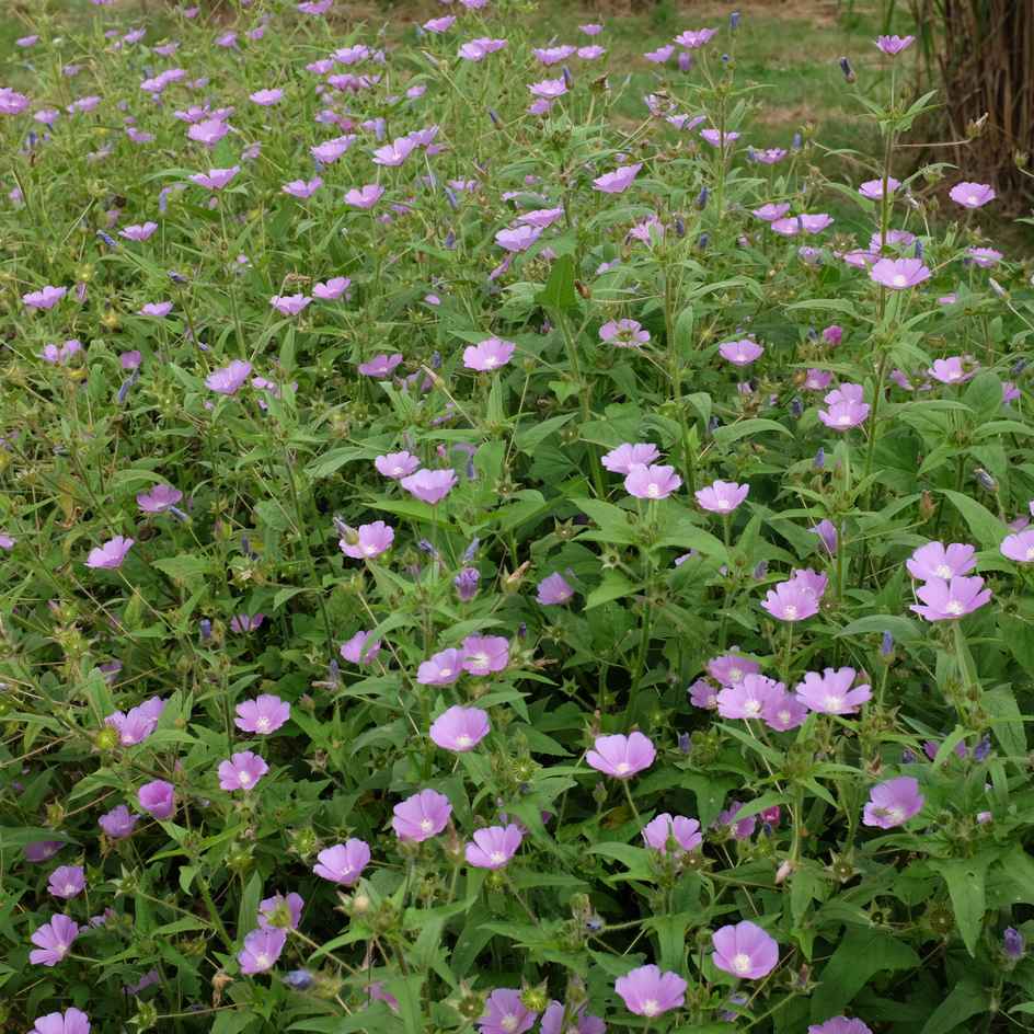 la-bo-te-graines-anoda-cristata-rose-graines-fleurs-bio-annuelle image 3